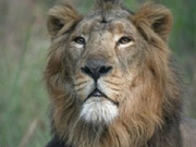 Tailor made wildlife holidays, main image