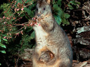 Pademelon