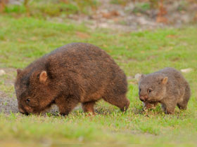 Wombats