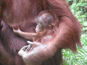 Orangutan conservation holiday, Borneo