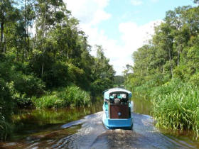 Orangutan conservation holiday, Borneo