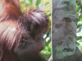 Orangutan conservation holiday, Borneo