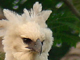 Wildlife holidays in Brazil, tailormade