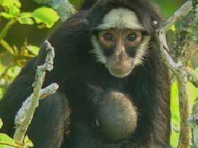 Wildlife holidays in Brazil, tailormade