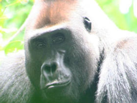 Congo and Central Africa wildlife holiday