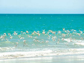 Turtle conservation in Western Australia