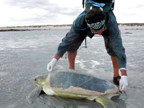 Turtle conservation in Western Australia