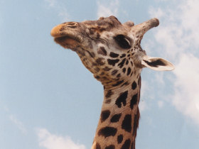 Kenya holiday, safari, culture and wildlife 7 days