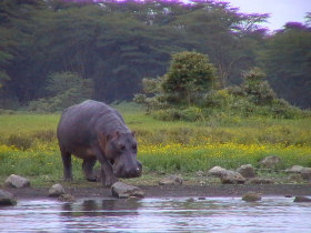 Kenya holiday, safari, culture and wildlife 7 days