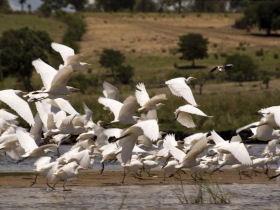 Okavango Delta safari in Botswana