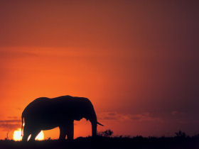 Okavango Delta safari in Botswana