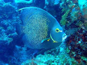 Marine conservation expedition in Mexico