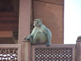 Holiday in India, Himalayan foothills