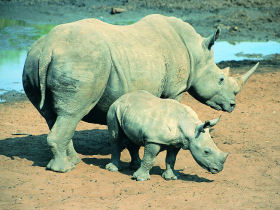 Family holiday in South Africa