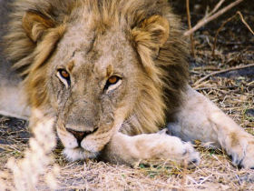 Family safari in Botswana