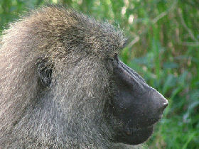 Big game safari in Tanzania