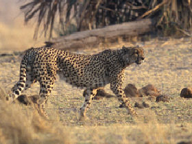 Big game safari in Tanzania