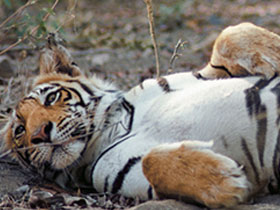 India tour, Taj, tigers and Ganges holiday