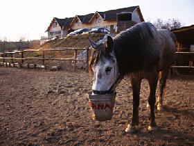 Horse riding holiday in Romania