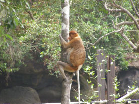 Borneo family holiday to see Orangutans