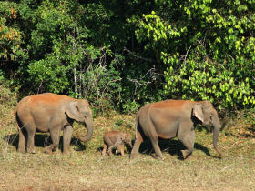 India family holidays