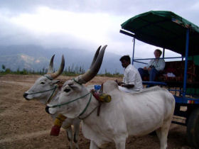 Kerala backwaters tailor made holiday