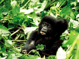 Gorilla & Chimp safari in Uganda