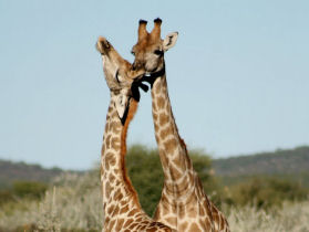 Rift valley camping safari, Tanzania
