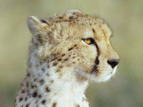Masai Mara walking safari