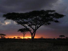 Masai Mara walking safari