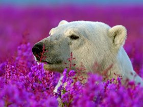 Polar bear and beluga whale watching tours in Canada