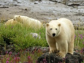 Polar bear and beluga whale watching tours in Canada