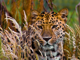Tailor made tiger safari in India
