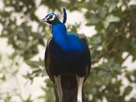 Tailor made tiger safari in India