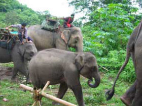 Khao Sok tours, four days, Thailand