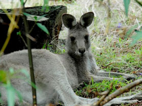 Great Ocean Road Aboriginal culture tours, Australia