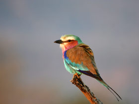 Selous safari & Mafia Islands diving holiday