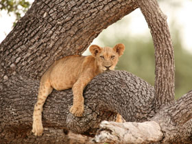 Selous safari & Mafia Islands diving holiday