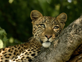 Selous safari & Mafia Islands diving holiday