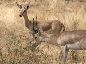 Northern India holiday, tailor made