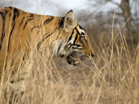 Northern India holiday, tailor made