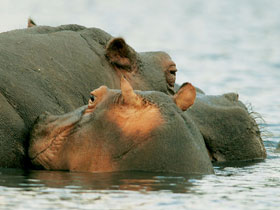 Camping safaris in Malawi and Zambia 