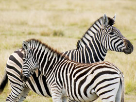 Camping safaris in Malawi and Zambia 
