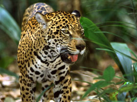 Amazon river wildlife cruise in Brazil