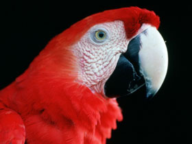 Amazon river wildlife cruise in Brazil