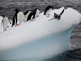 Antarctica cruise holiday
