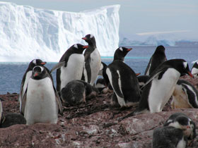 Antarctica cruise holiday