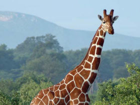 East Africa Safari