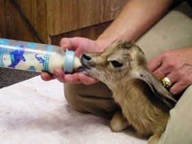 Animal rehabilitation project in South Africa