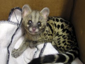 Animal rehabilitation project in South Africa
